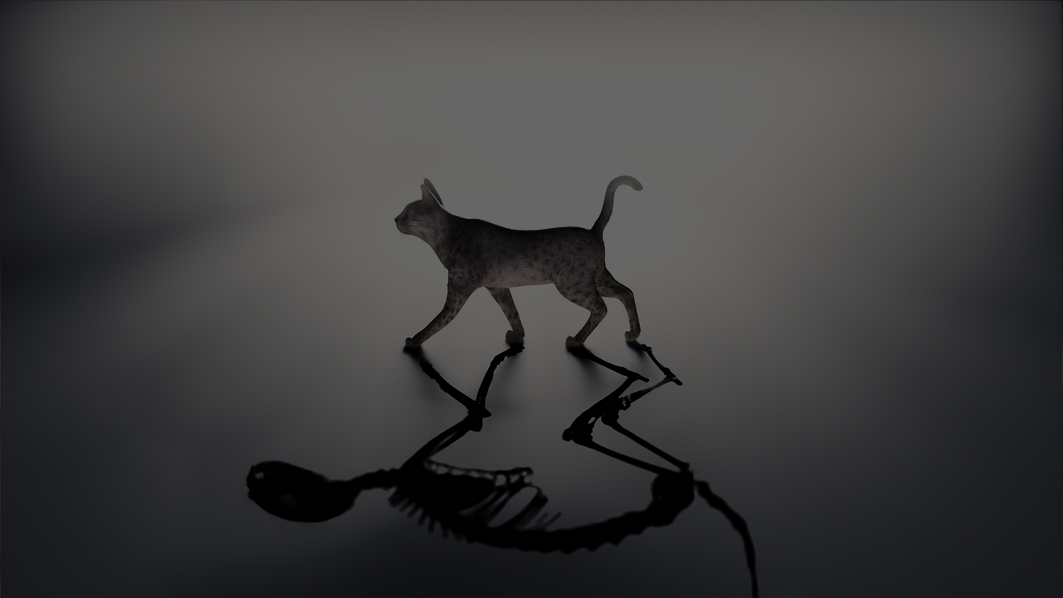 Schrodinger's Cats